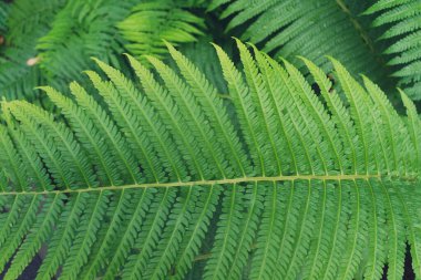 Yeşil yapraklı eğreltiotundan yapılmış yaratıcı bir düzen. Düz yat. doğa arkaplanı