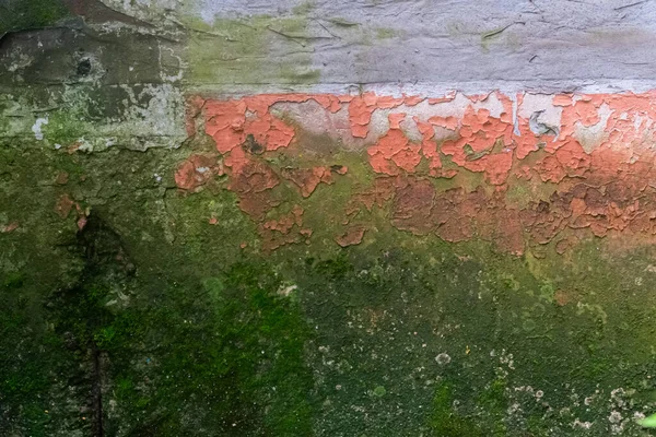 Wall texture with moss and mold