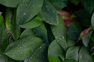 Arkaplan suyu bir yaprağa damlar, düzleşir. Doğa. 