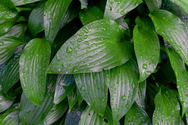 Arkaplan suyu bir yaprağa damlar, düzleşir. Doğa arkaplanı. 
