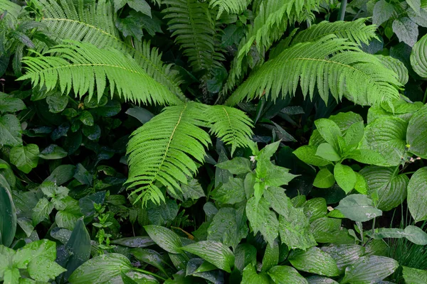 Layout Aus Grünen Blättern Flach Lag Hintergrund Natur — Stockfoto