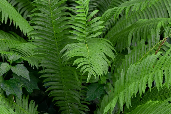 Layout Made Green Leaves Fern Flat Lay Nature Background — ストック写真