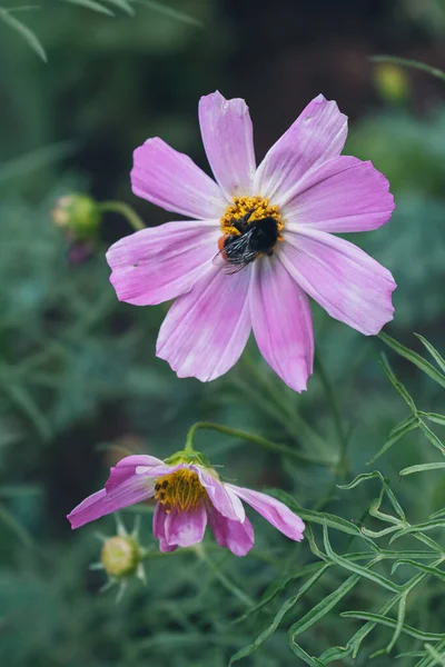 Bumblebee Uma Flor Rosa Close — Fotografia de Stock
