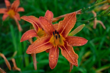 Bahçede turuncu zambak