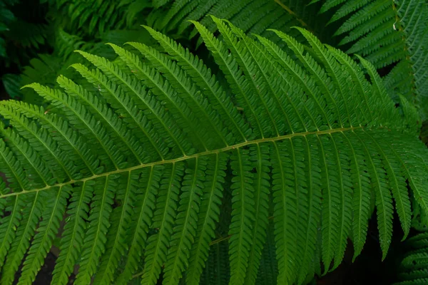 Layout Made Green Leaves Fern Flat Lay Nature Fern Leaf — ストック写真