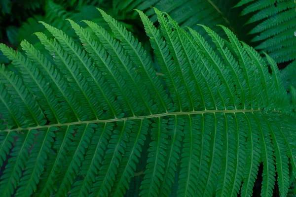 Layout made from green leaves fern. Flat lay. Nature fern leaf background.