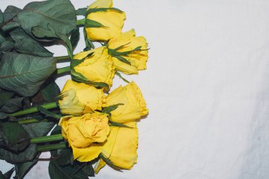 Beyaz arkaplanda sarı güller.