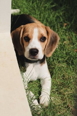 Beagle köpek yavrusu bahçedeki çimlerde uzanıyor ve şüpheli görünüyor. Köpek av köpeği parkta geziyor..