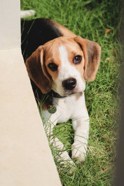 Beagle köpek yavrusu bahçedeki çimlerde uzanıyor ve şüpheli görünüyor. Köpek av köpeği parkta geziyor..