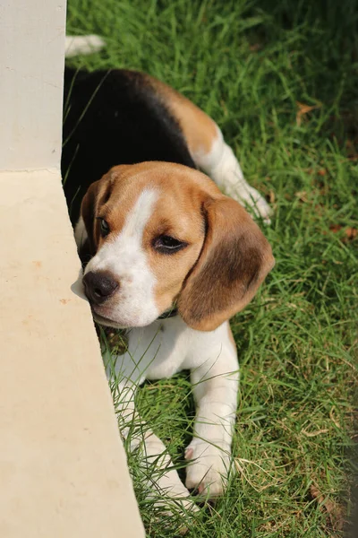 Reinrassige Beagle Welpen Liegen Auf Dem Gras Garten Hundebeagle Beim — Stockfoto