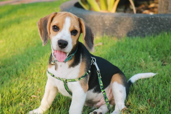 屋外庭園の芝生の上に寝そべっている純血種のビーグル子犬 公園の屋外の散歩中の犬のビーグル — ストック写真