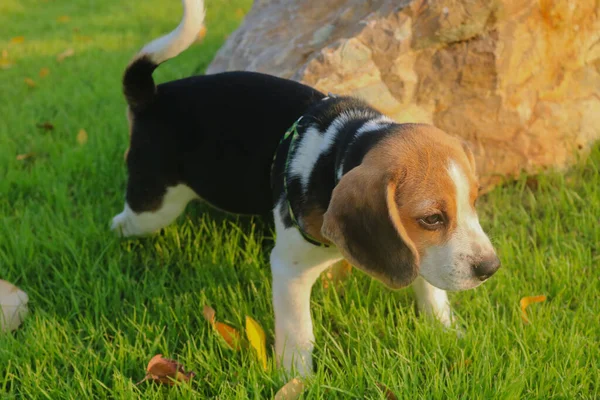 屋外庭園の芝生の上に寝そべっている純血種のビーグル子犬 公園の屋外の散歩中の犬のビーグル — ストック写真