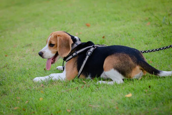 屋外庭園の芝生の上に寝そべっている純血種のビーグル子犬 公園の屋外の散歩中の犬のビーグル — ストック写真