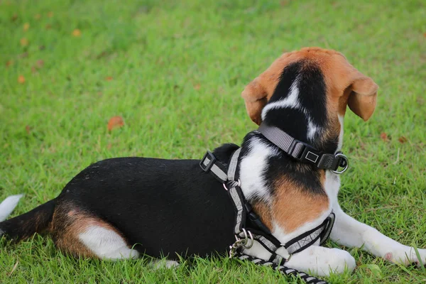 屋外庭園の芝生の上に寝そべっている純血種のビーグル子犬 公園の屋外の散歩中の犬のビーグル — ストック写真