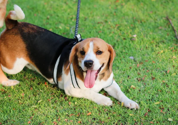 屋外庭園の芝生の上に寝そべっている純血種のビーグル子犬 公園の屋外で散歩中の犬のビーグル ビーグル — ストック写真