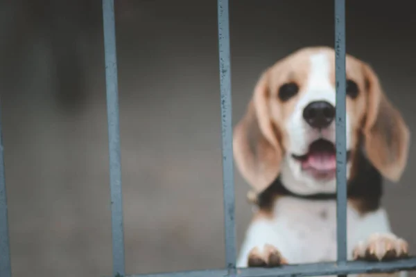 Borroso Perro Beagle Beagle Perros Sentados Detrás Puerta Esperando Que — Foto de Stock
