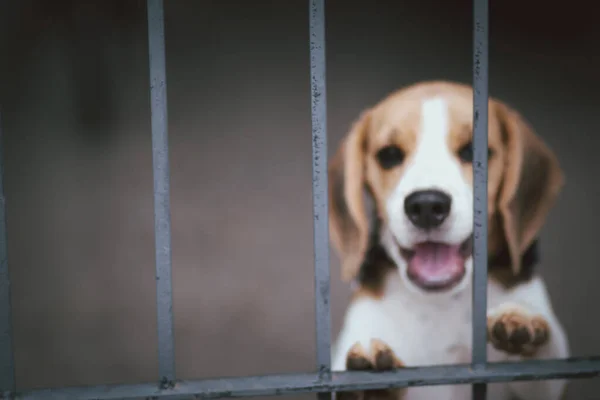 Verschwommen Von Beagle Dog Beagle Hunde Sitzen Hinter Tor Und — Stockfoto