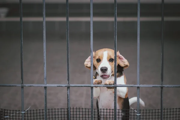 Beagle Puppy Beagle Dogs Sitting Gate Waiting Owner House Leak — Stock Photo, Image