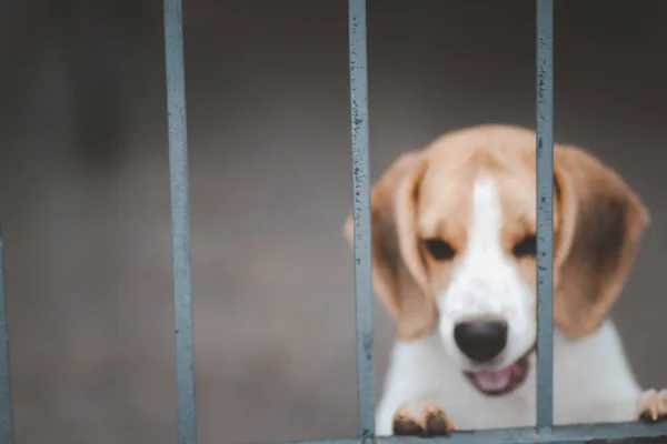 Verschwommen Von Beagle Dog Beagle Hunde Sitzen Hinter Tor Und — Stockfoto