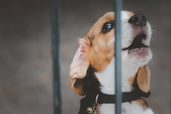 模糊的小猎犬狗 小猎犬坐在大门后面 在屋漏处等主人 免版税图库图片