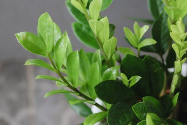 Zamioculcas zamifolia-dolar ağacı. Zanzibar Mücevheri Ağacın adı hayırlı. Evinizi ve ofisinizi dekore etmek için uygun..