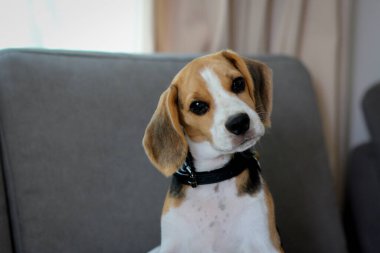 Lovely beagle puppy. Cute beagle puppy lying on the sofa.