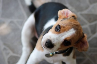 Güzel köpek yavrusu. Açık havada oturan safkan av köpekleri..