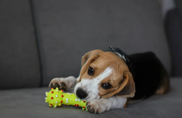 Mooie Beagle Puppy Leuke Beagle Puppy Liggend Bank Beagle Hond — Stockfoto