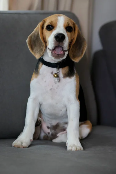Lovely Beagle Puppy Cute Beagle Puppy Lying Sofa — стоковое фото