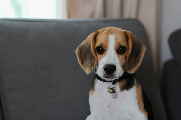 Lovely Beagle Puppy Cute Beagle Puppy Lying Sofa — стоковое фото
