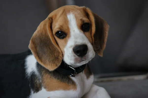 Precioso Perrito Beagle Lindo Perrito Beagle Acostado Sofá —  Fotos de Stock