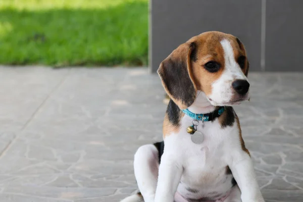 Filhotes Beagle Raça Pura Sentados Livre — Fotografia de Stock