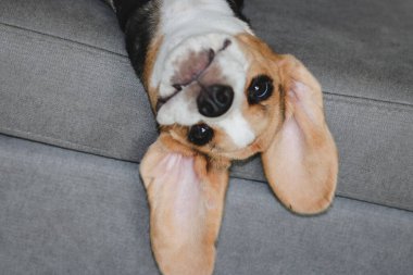 Sevimli köpek yavrusu kanepede uyuyor. Şirin köpek portresi, seçici odak, bulanık arkaplan