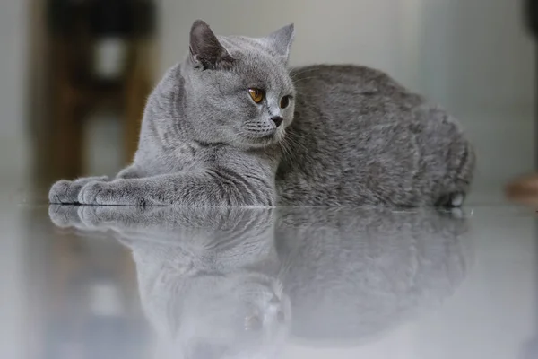 Βρετανός Κοντός Γάτος Μια Όμορφη Οικιακή Γάτα Αναπαύεται Ένα Γαλάζιο — Φωτογραφία Αρχείου