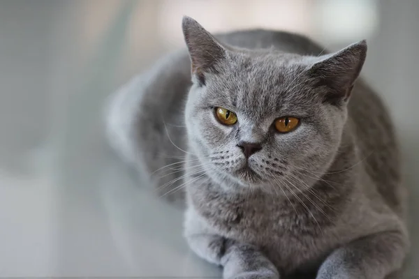 Βρετανός Κοντός Γάτος Μια Όμορφη Οικιακή Γάτα Αναπαύεται Ένα Γαλάζιο — Φωτογραφία Αρχείου