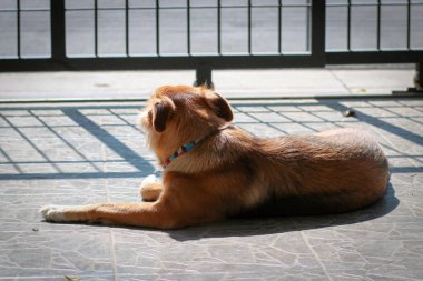 Kahverengi köpek ev sahibinin eve dönmesini bekliyor.