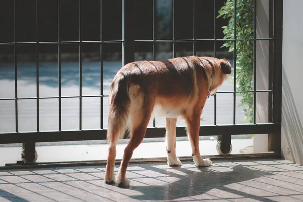 Brown Dog Waiting Owner Come Home House — Stock Photo, Image