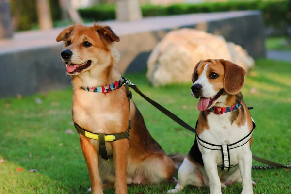 Cani Amano Giocare Nel Parco All Aperto Con Proprietario Beagle — Foto Stock