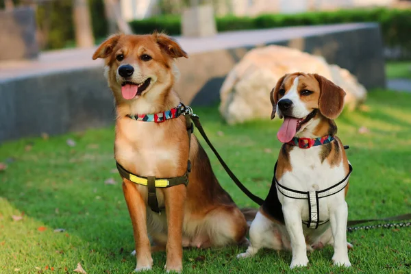 Cani Amano Giocare Nel Parco All Aperto Con Proprietario Beagle — Foto Stock