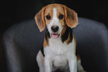 Lovely beagle puppy. Cute beagle puppy lying on the chair.