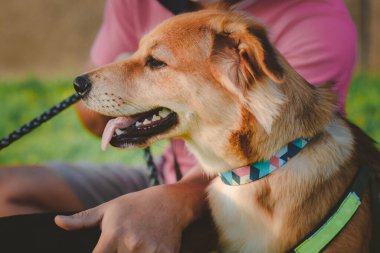 Köpek bahçedeki çimlerin üzerinde oturuyor. Köpek parkta geziyor. Açık havada..