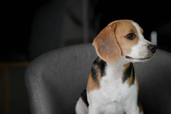 Υπέροχο Κουταβάκι Χαριτωμένο Κουτάβι Beagle Που Βρίσκεται Στην Καρέκλα — Φωτογραφία Αρχείου