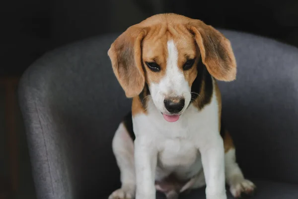 Lovely beagle puppy. Cute beagle puppy lying on the chair.