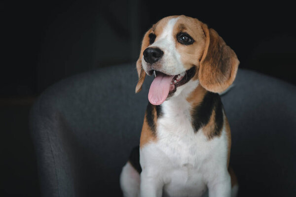 Lovely beagle puppy. Cute beagle puppy lying on the chair.