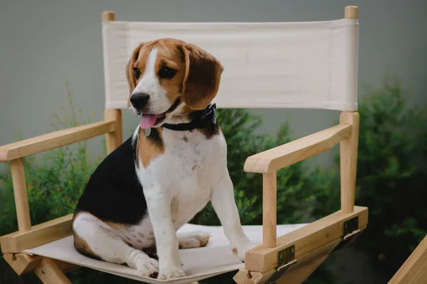 Lovely beagle puppy. Cute beagle puppy lying on the chair.