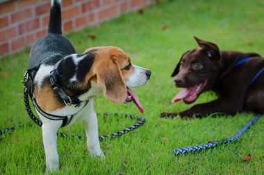 Beagles ve Labrador köpekleri açık hava parkında yürürler.