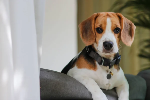Cute Beagle Puppy Peeking Out Window — стоковое фото