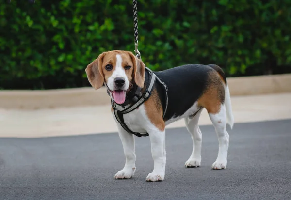 Beagle Dog Walks Outdoor Park — стоковое фото