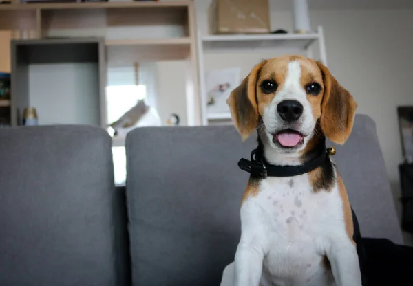 Cute beagle puppies. cute beagle puppy sitting on the sofa