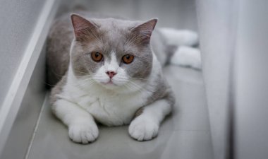 Şirin İngiliz Shorthair kedisi, kapalı mekanda çekilmiş.